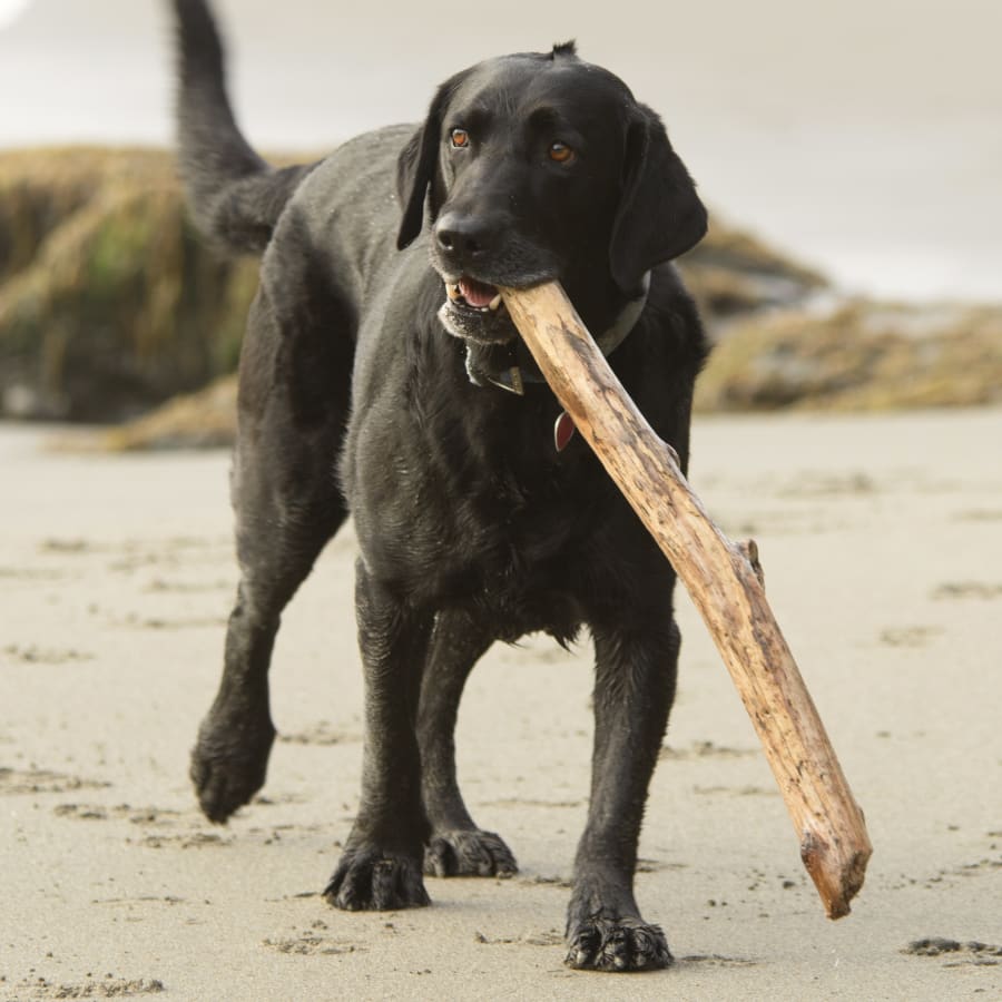 Dental Care for dogs and cats in Natick